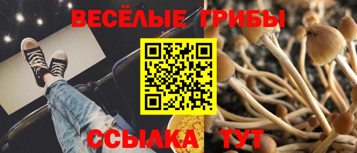 Псилоцибиновые грибы Psilocybe Кулебаки